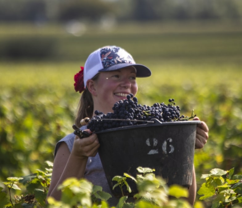 Illustration Domaine Glantenay